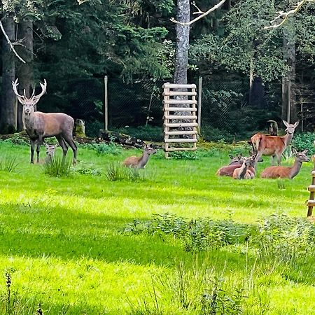 Ferienwohnung Schwarzwald Lodge Schömberg エクステリア 写真